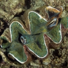 Giant clam (Tridacna sp.)