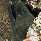 Giant Moray (Gymnothorax javanicus)