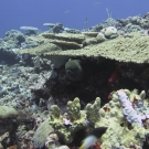 Giant Moray (Gymnothorax javanicus) peeks out from under a tabletop Acropora coral.