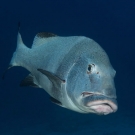 Giant Sweetlips (Plectorhinchus albovittatus) showing the thick lips which are the source of the family\'s common name.