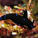 Gloomy Tambja (Tamja morosa) nudibranch