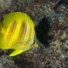 Goldbarred Butterflyfish (Chaetodon rainfordi) a bright splash of color on the reef.