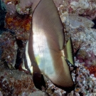 Golden Spadefish (Platax boersii) juvenile.