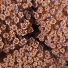 Closeup of the polyps from a Goniopora coral.