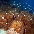 Large colony of Goniopora coral notable for having its long extended polyps out during the daytime.