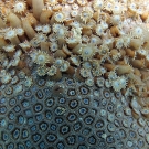 Goniopora coral with polyps extended and retracted.