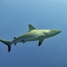 Gray Reef Shark (Carcharhinus amblyrhynchos) making a close pass to investigate the divers.