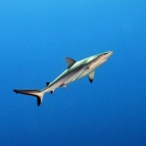 Gray Reef Shark (Carcharhinus amblyrhynchos) in open water.