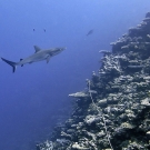 Gray Reef Shark (Carcharhinus amblyrhynchos) eyeing the benthic transect line along the sloping reef.