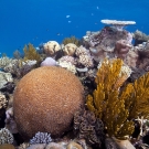 Reef scene with large brain coral (Platygyra sp.) and smaller Acorpora and Pocillopora corals (Tridacna clam in foreground). 