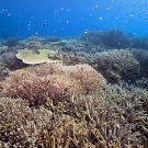 Top of coral bommie in the lagoon covered with branching and table Acorpora corals.