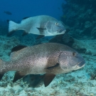 Gregarious Giant Sweetlips (Plectorhinchus albovittatus).