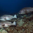 Gregarious Giant Sweetlips (Plectorhinchus albovittatus).