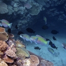 Group of Steephead Parrotfish (Chlorurus microrhinos) and surgeonfishes cruising by drop-off.