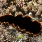 Hancock\'s Flatworm (Pseudobiceros hancockanus)