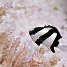 Humbug Dascyllus (Dascyllus aruanus) hiding in an acroporid coral.