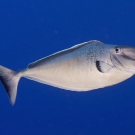 Humpnose Unicornfish (Naso tonganus)