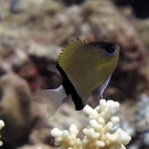 Juvenile Blackbar Damselfish (Plectroglyphidodon dickii) in acroporid coral.