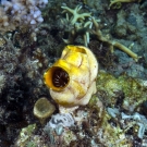 Large bulbous solitart tunicate (Polycarpa autata).