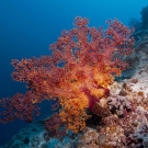 Large Dendronephthya soft coral pumped full of water to extend polyps allowing it to feed in the current.