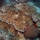 Large multi-tiered colony of branching Acropora coral.