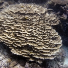 Large plating colony of Porites rus