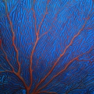 Large red seafan deep on the reef