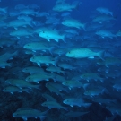 Large school of Chinamanfish (Symphorus nematophorus) that came to check us out during our dive.