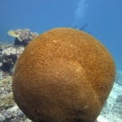 Large spherical Platygyra coral.