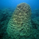 Large stack of Porites rus coral in the shallows.