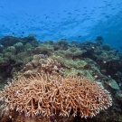 Large thicket of Acopora coral on the reef.