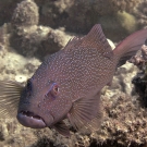 Leopard Coral Grouper (Plectropomus leopardus).