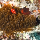 Male (smaller & bright red) and female (larger & more dusky red) Spinecheek Anemonefish (Premnas biaculeatus) in their Bulb Tentacle Sea Anemone (Enacmaea quadricolor) host.