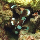 Many-spotted Sweetlip (Plectorhinchus chaetodontoides) juvenile.