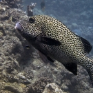 Many-spotted Sweetlips (Plectorhinchus chaetodontoides).