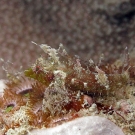 Miracle Triplefin (Enneapterygius mirabilis)