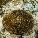 Mushroom (Fungus) Coral, a large solitary polyp that is unattached to the substrate and mobile.