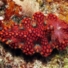 Colorful and brightly marked Netted Ceratosoma (Ceratosoma sinuatum) nudibranch.