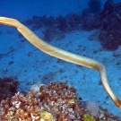 Olive Sea Snake (Aipysurus laevis) have flattened bodies and tails which allow them to swim effortlessly underwater.