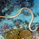 Olive Sea Snake (Aipysurus laevis) hunting for small fishes on the reef.