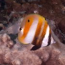 Orange-banded Coralfish (Coradion chrysozonus)