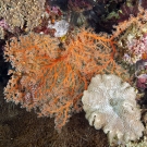 Orange cryptic seafan (Siphonogorgia sp.) in the underhang of a reef.