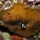 Orange-finned Anemonefish (Amphiprion chrysopterus) in Adhesive Anemone (Stichodactyla mertensii).