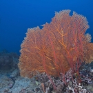 Orange sea fan (Subergorgia sp.) and red sea whips.