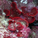 Overlapping plates of Peyssonnelia algae with red crustose coralline algae.
