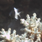 Pacific Half-and-half Chromis (Chromis iomelas) in acroporid coral.