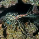 Painted Crayfish (Panulirus versicolor) looks out from its hiding spot.