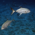 Pair of Bigeye Trevally (Caranx sexfasciatus) in front of large school of snappers.