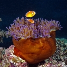 Pink Anemonefish (Amphiprion perideraion) in Magnificent Anemone--how it looks to the camera.