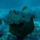 Pink Anemonefish (Amphiprion perideraion) in Magnificent Anemone--how it looks to the naked eye underwater.